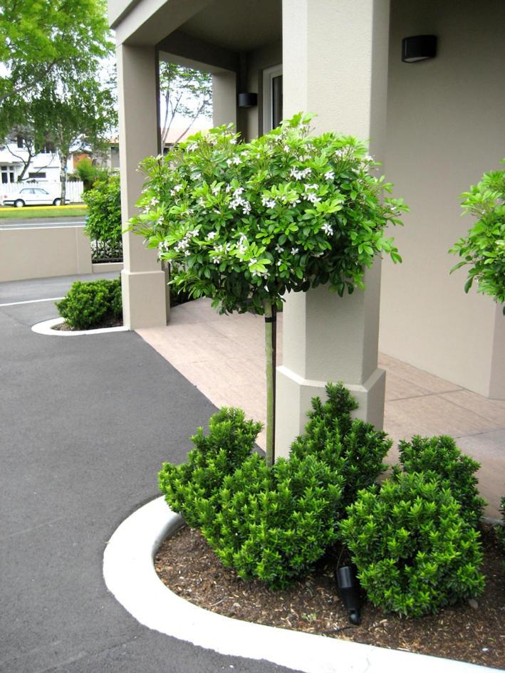 Salerno Motel Apartments Κράισττσερτς Εξωτερικό φωτογραφία Gardenia
